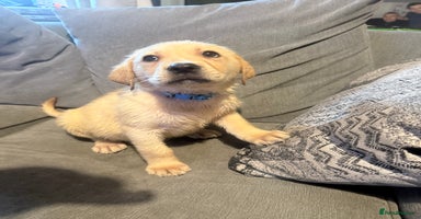 Labrador Retriever dogs REDUCED BOTH VACCINATIONS PAID 1 girl 4 boys left - Advert 15