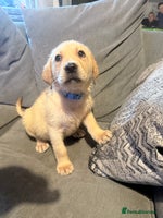 Labrador Retriever dogs REDUCED BOTH VACCINATIONS PAID 1 girl 4 boys left - Advert 10