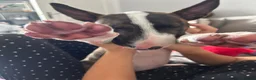 English Bull Terrier dogs for sale: English bull terrier  in Durham - Advert 6
