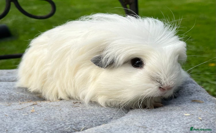 Guinea Pig rodents - Advert 11