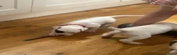 American Bulldog dogs for sale: American bulldog puppies  - Advert 9