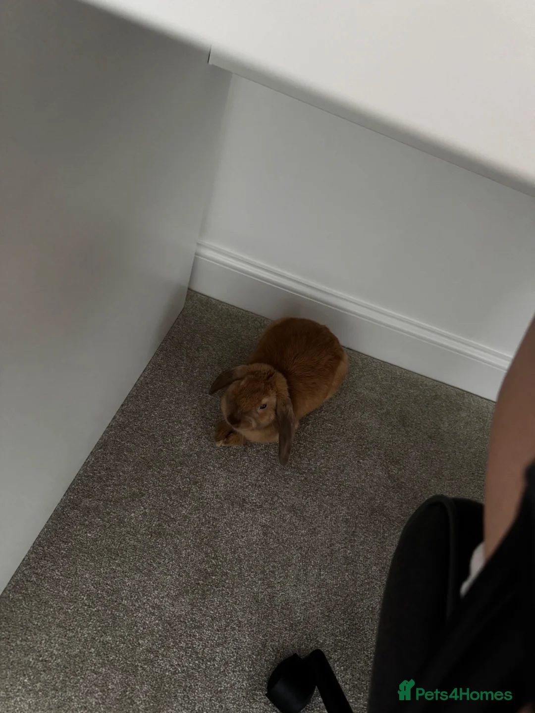 Mixed Breed rabbits for sale: Neutered Male Rabbit - Advert 2