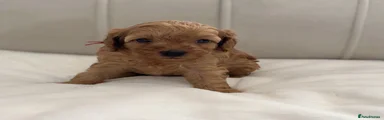 Cavapoo 3