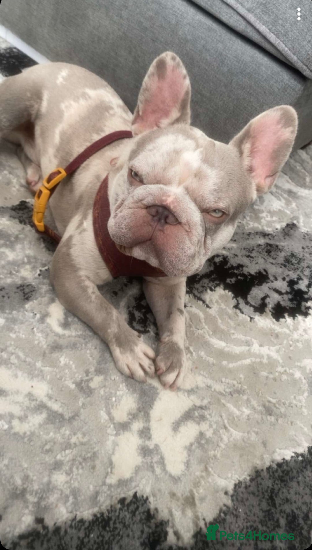 French Bulldog dogs for sale: Micro frenchie male  - Image 2
