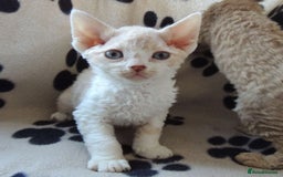 Devon Rex cats for sale: Beautiful Devon Rex Kittens - GCCF registered - Image 18