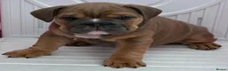 English Bulldog dogs for sale: Quality KC Registered Bulldog Puppies - Advert 26