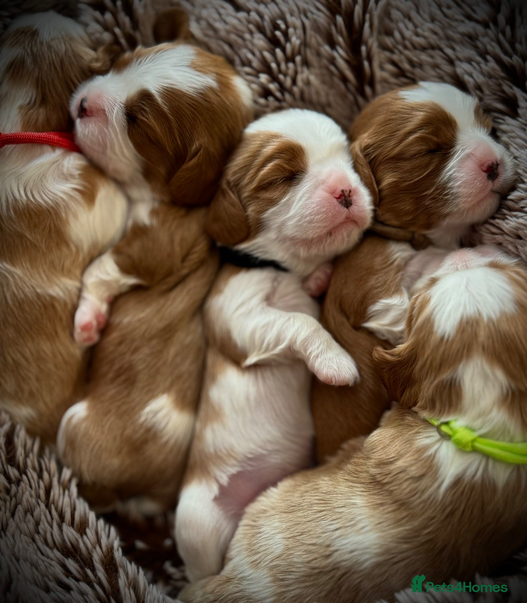 Cavalier King Charles Spaniel dogs *2 Boys left Purebred Pedigree KC Cavalier Puppies - Advert 2