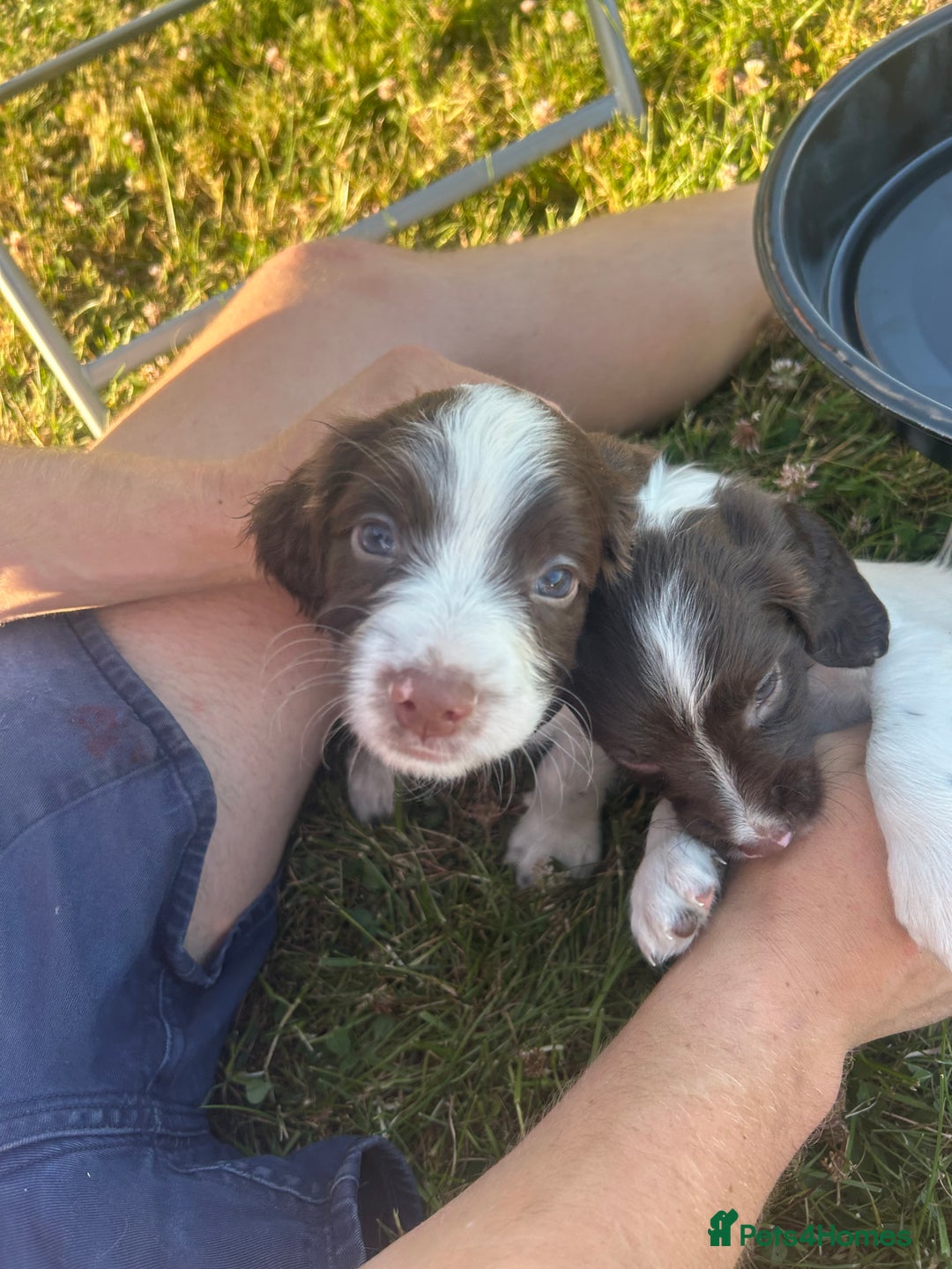 English Springer Spaniel dogs for sale: Springer spaniel pups  in Rugby - Image 4