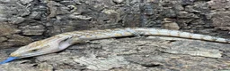 Lizard reptiles for sale: Northern Blue Tongued Skink - Advert 2