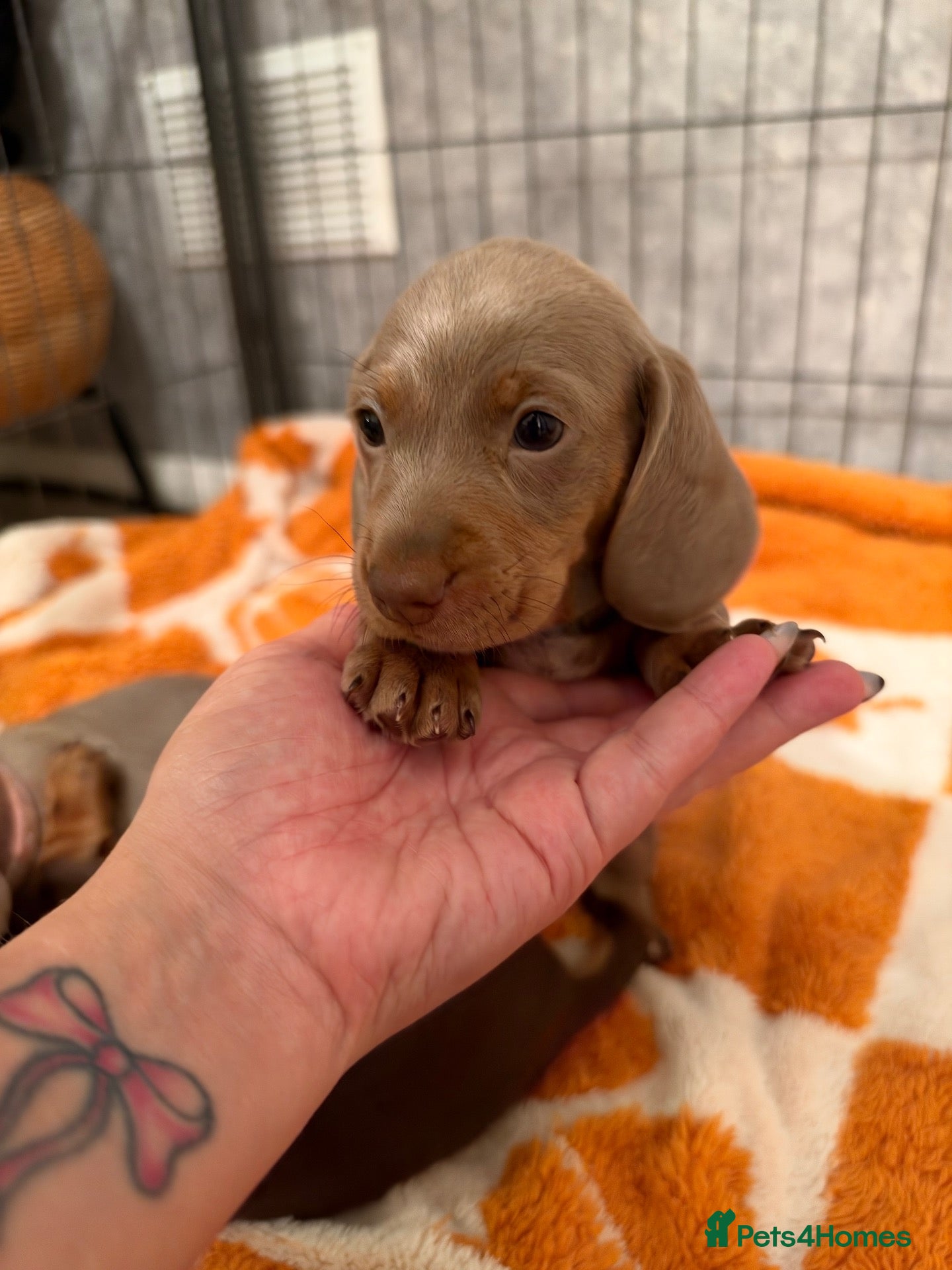 Miniature Dachshund dogs for sale: Stunning Miniature Dachshund - Advert 11