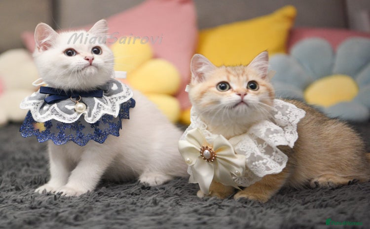 British Shorthair cats - Advert 2