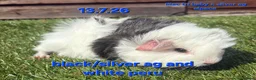 Guinea Pig rodents for sale: Fluffy boy guinea pigs teddy, alpaca, peruvian - Advert 6