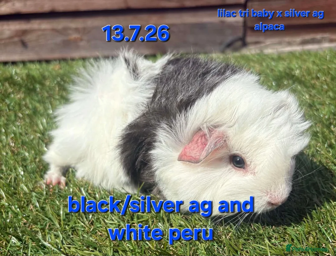 Guinea Pig rodents for sale: Fluffy boy guinea pigs teddy, alpaca, peruvian - Advert 10