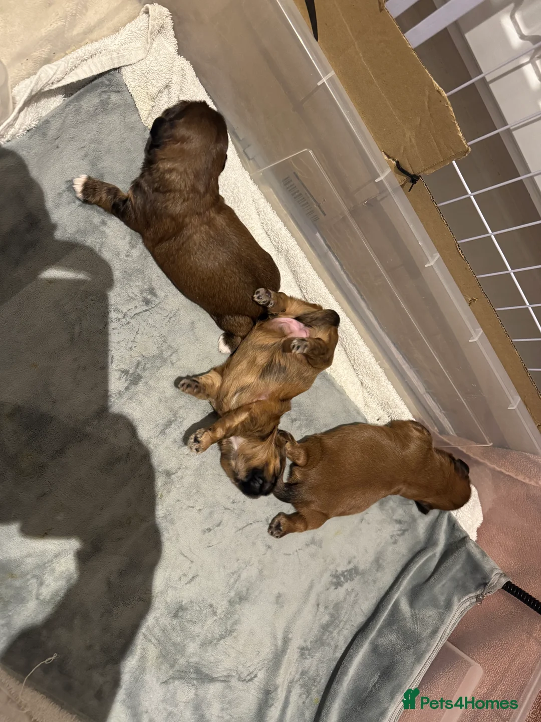 Shih Tzu dogs for sale: Gorgeous Shihtzu Puppies - Advert 8