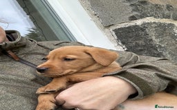 Labrador Retriever dogs for sale: Fox red Labrador Retrievers pups for sale. - Image 8