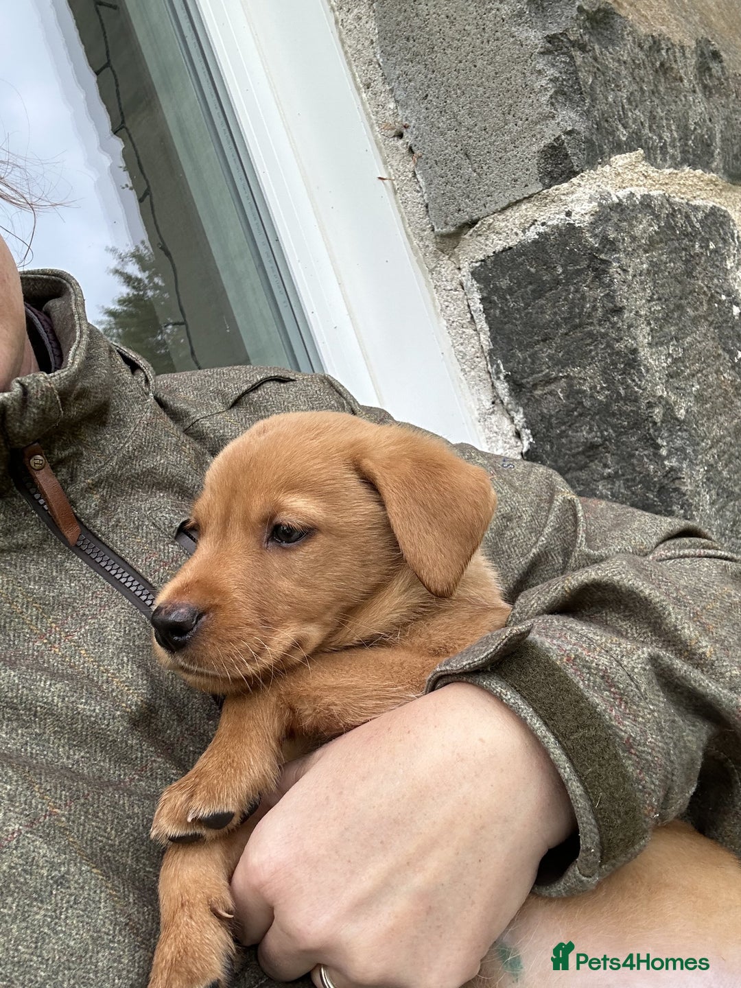 Labrador Retriever dogs for sale: Fox red Labrador Retrievers pups for sale. - Image 8