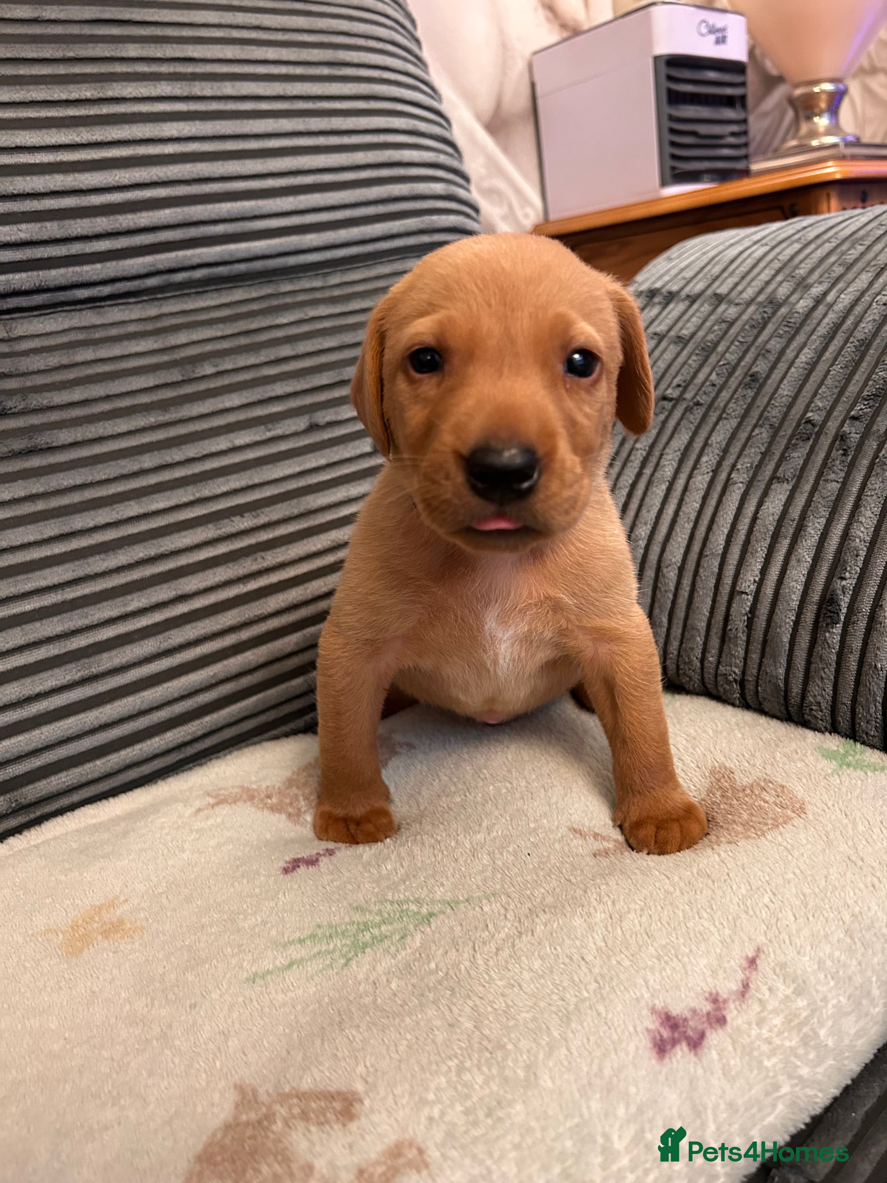 Labrador Retriever dogs KC REG LABS 3 GIRLS 4 BOYS LEFT - Advert 2