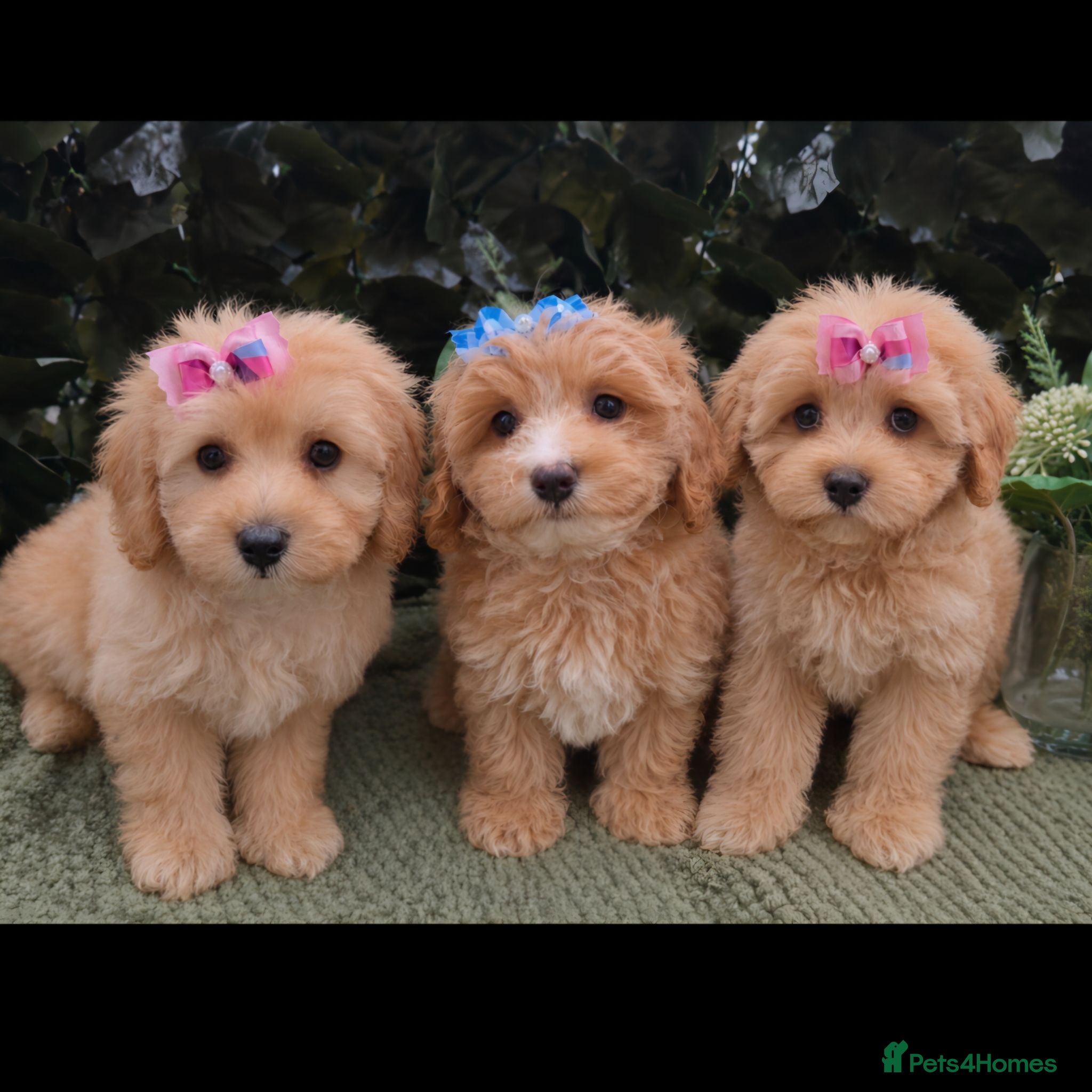 Maltipoo dogs Quality Toy Maltipoos Japan & USA CHAMPION lines  - Advert 1