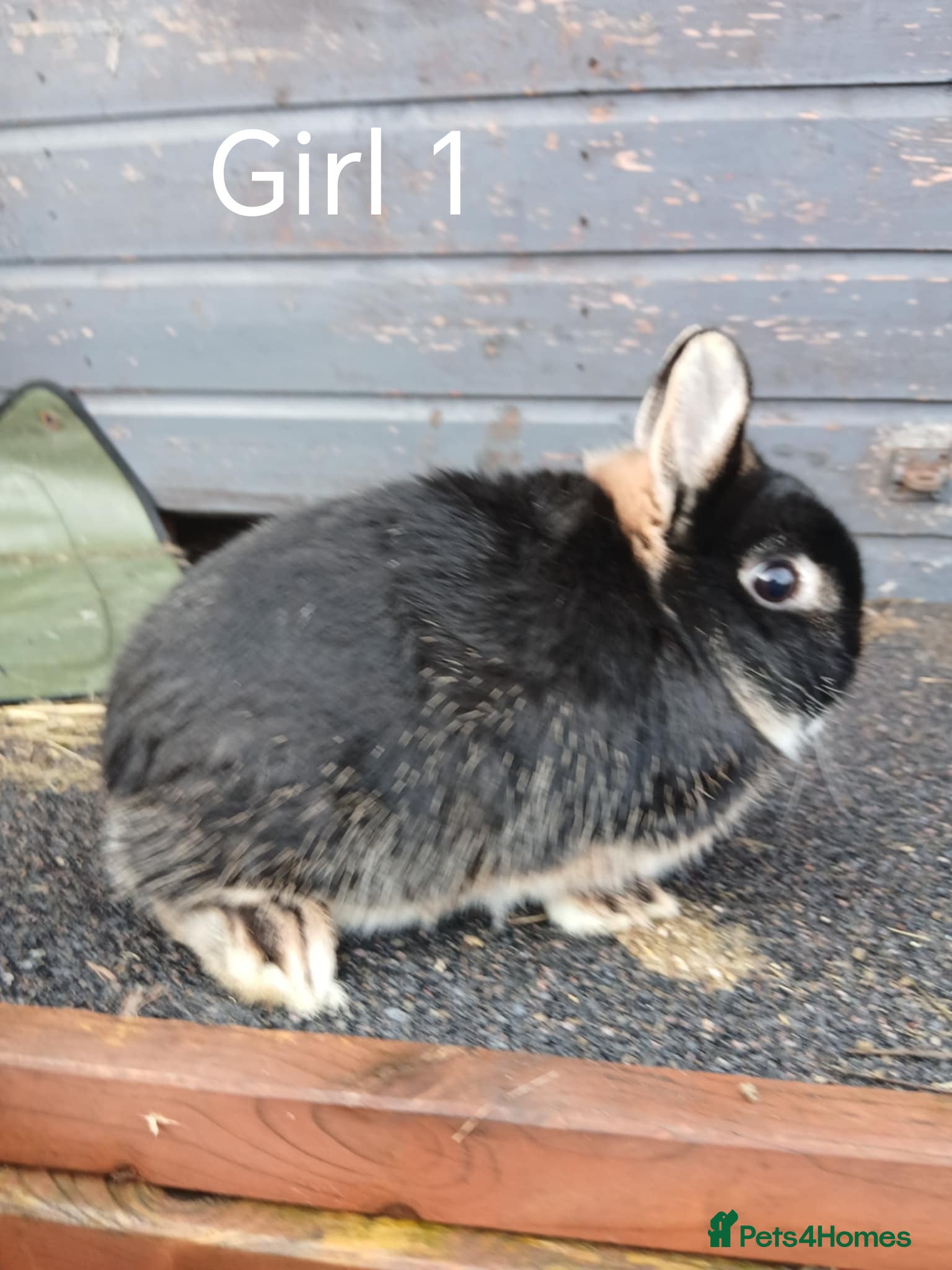 Netherland Dwarf rabbits Netherland dwarf  - Advert 3