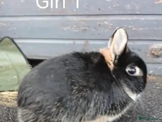 Netherland Dwarf rabbits Netherland dwarf - Advert 18