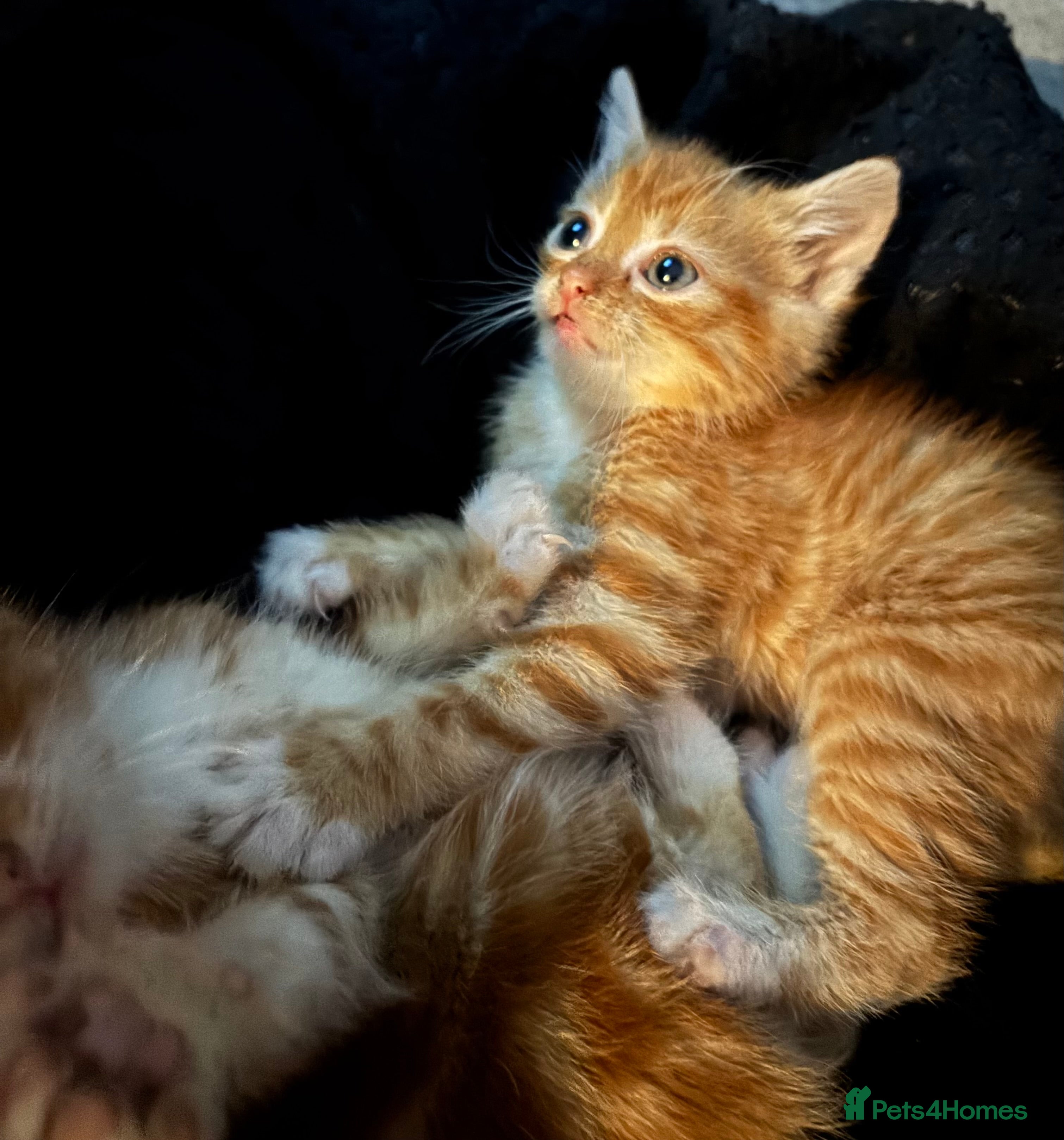 Mixed Breed cats Stunning Ginger Boys - Advert 1