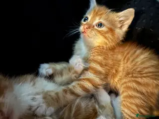 Mixed Breed cats Stunning Ginger Boys - Advert 1