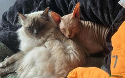 Sphynx cats for sale: 2 Sphynx Kittens. - Image 10