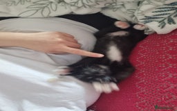 Domestic Shorthair cats for sale: Kittens for sale, READY TO GO NOW!  - Image 20