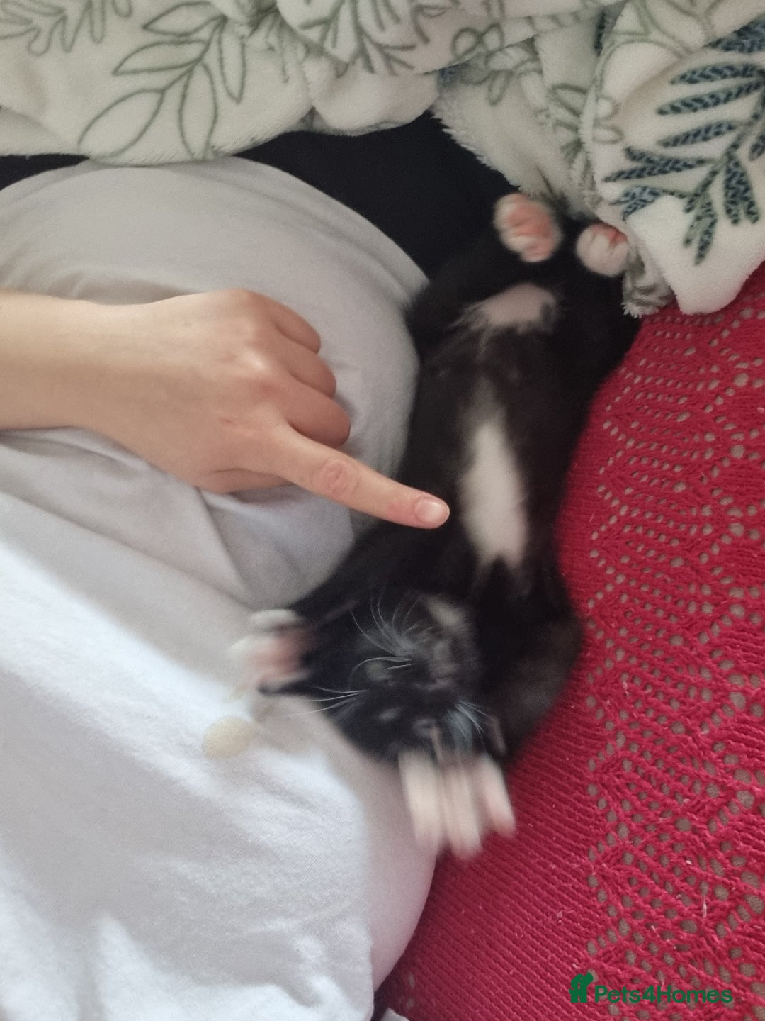 Domestic Shorthair cats for sale: Kittens for sale, READY TO GO NOW!  - Image 20