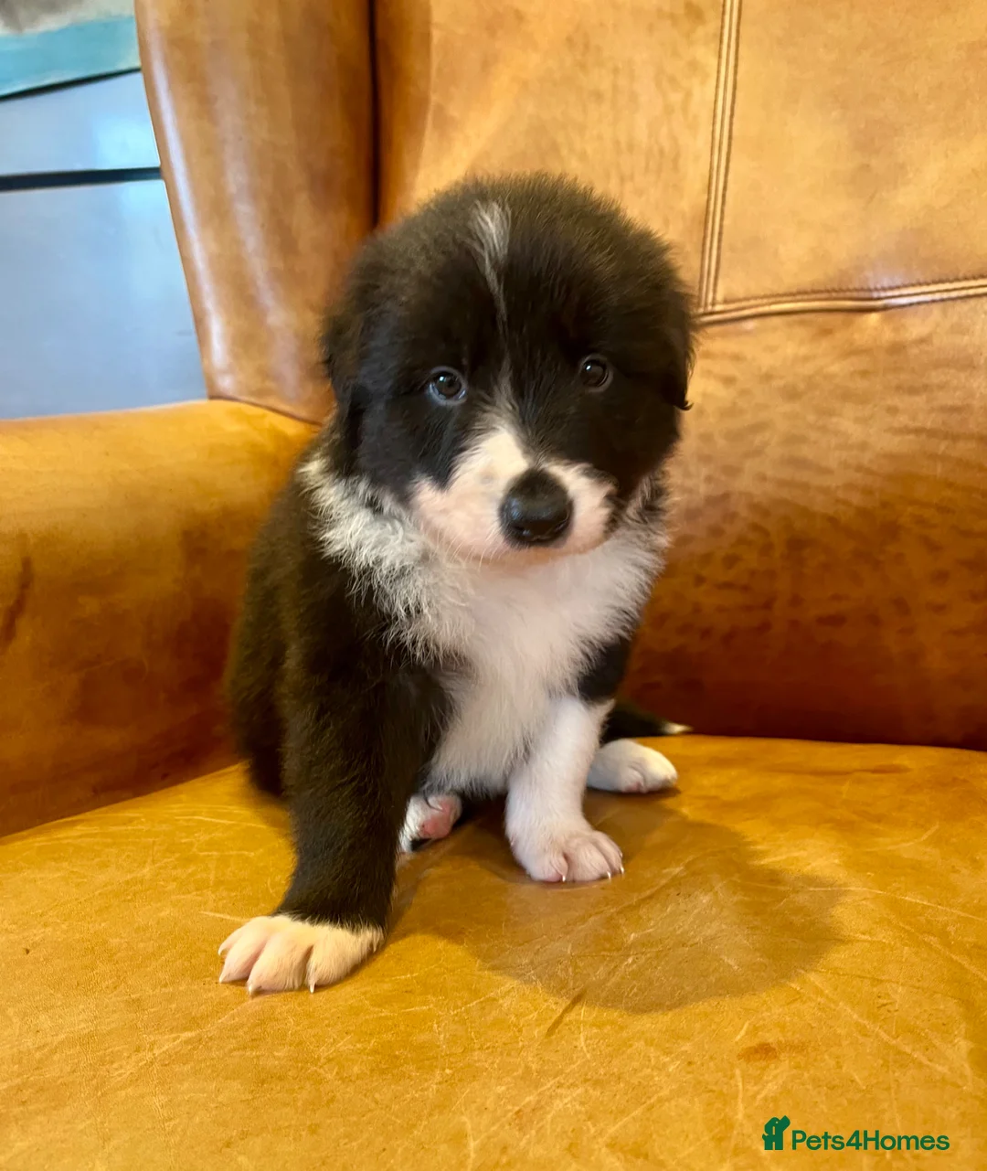 Border Collie dogs for sale: Border Collie Pups  - Advert 10