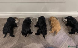 Cavapoo dogs for sale: Waiting list open for cavapoo puppies  - Image 12
