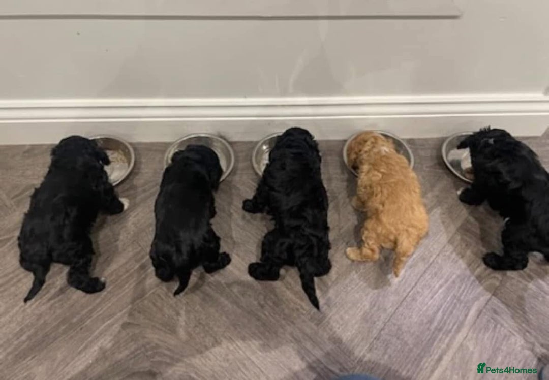 Cavapoo dogs for sale: Waiting list open for cavapoo puppies  - Image 12