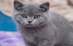 British Shorthair cats for sale: British Shorthair Kittens – Only 2 Left, Ready Now - Image 3