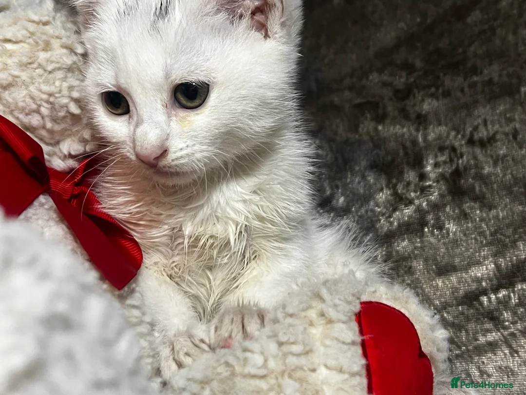 Mixed Breed cats for sale: Adorable tabby kittens  - Advert 19
