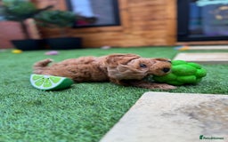 Cockapoo dogs for sale: Miniature F1B Cockapoo DNA Health Checked - Image 3