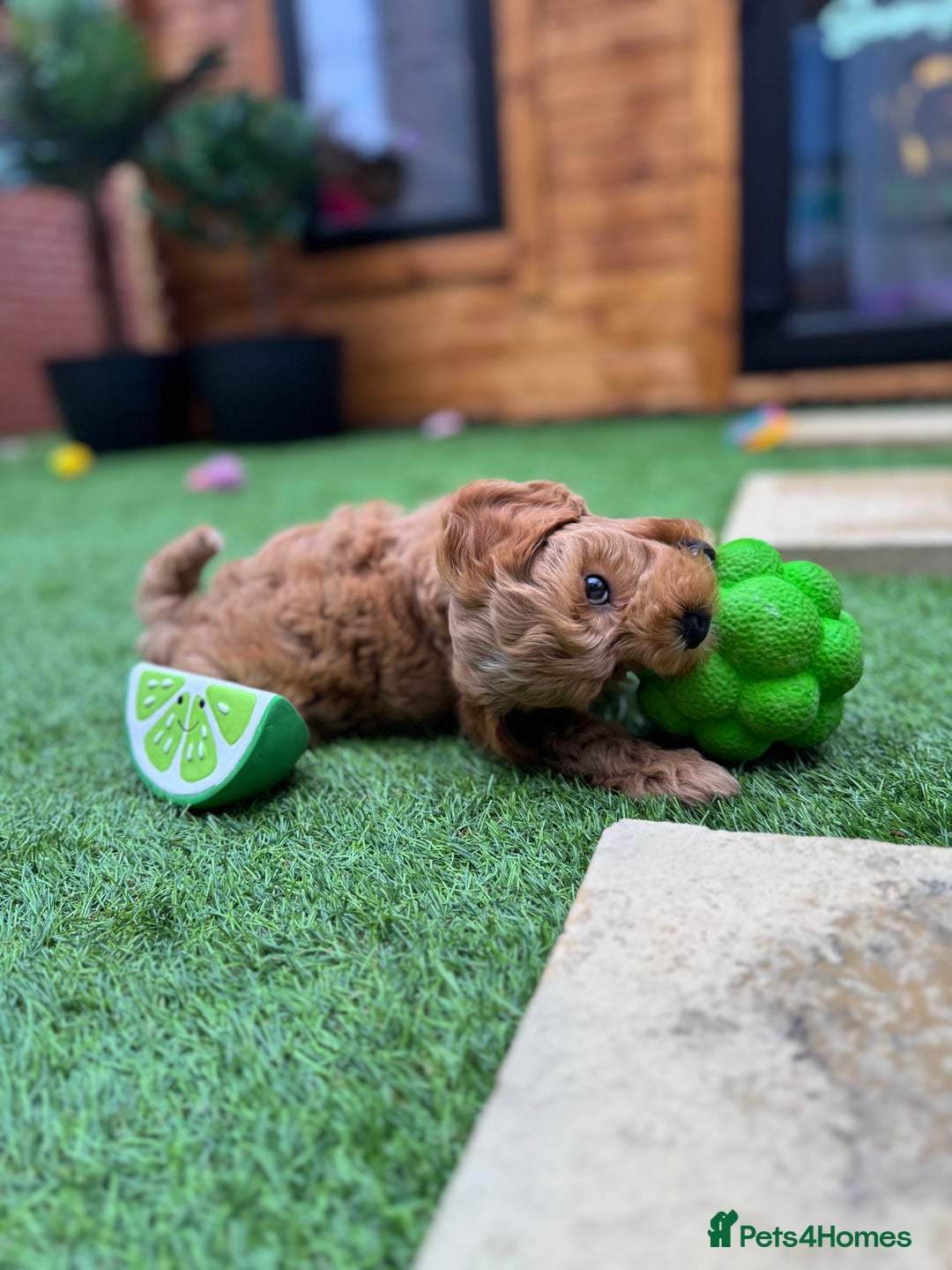Cockapoo dogs for sale: Miniature F1B Cockapoo DNA Health Checked - Image 3