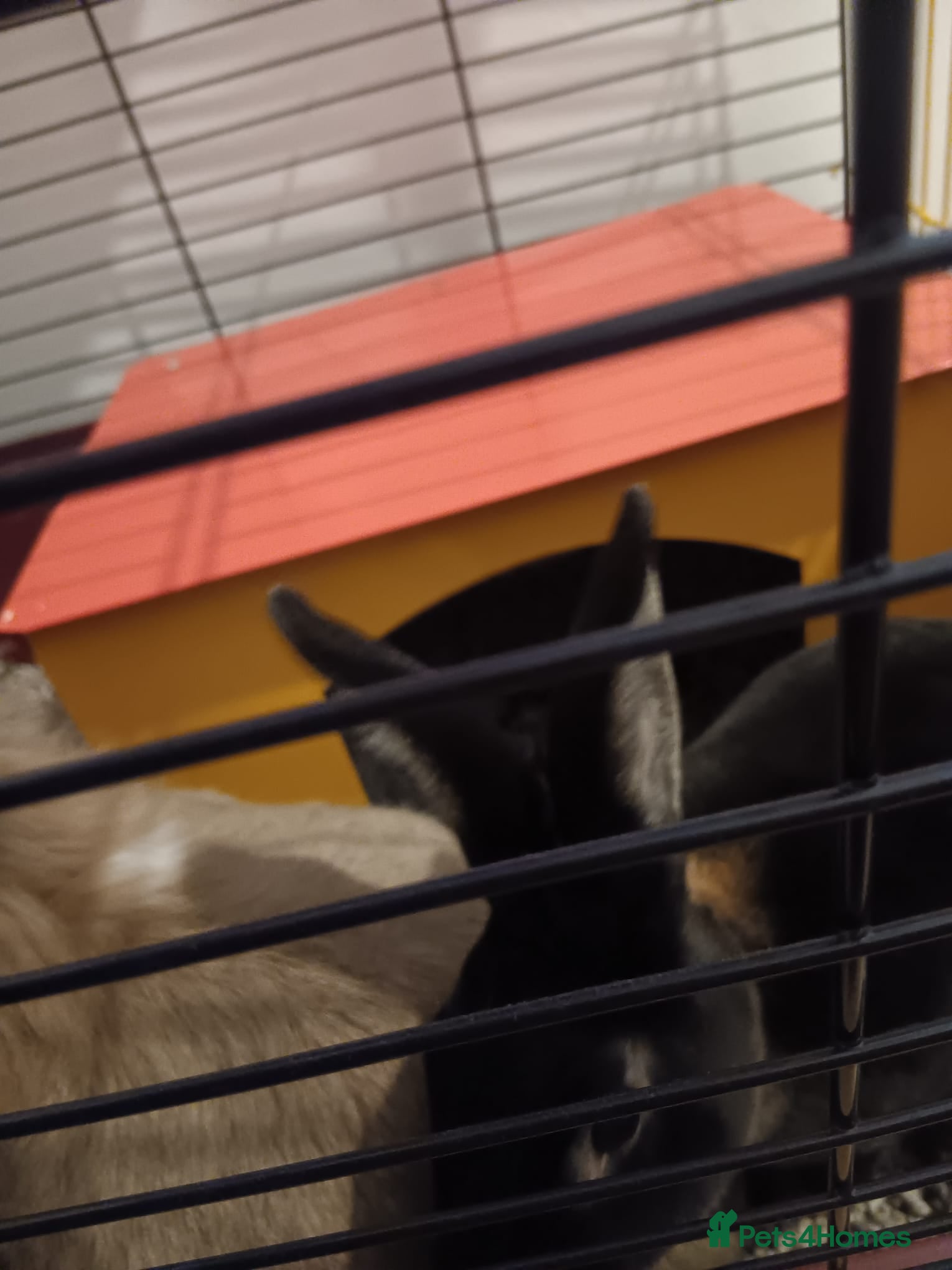 Mini Lop rabbits 2 Female Rabbits  - Advert 1