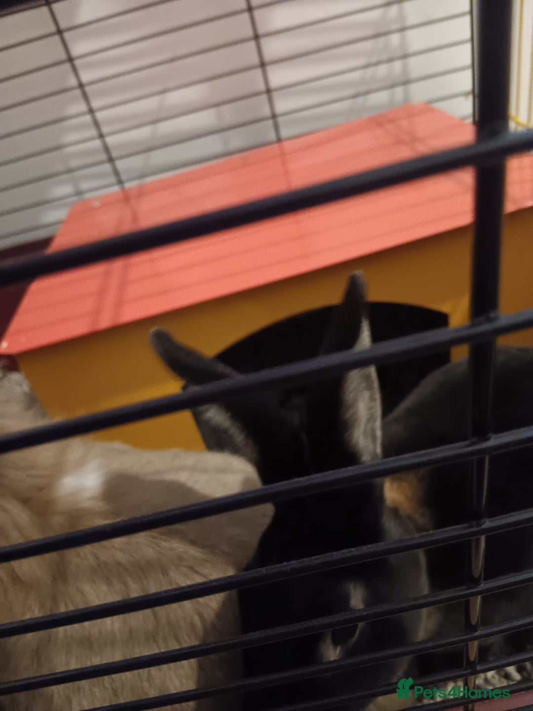 Mini Lop rabbits for sale: 2 Female Rabbits  - Advert 1