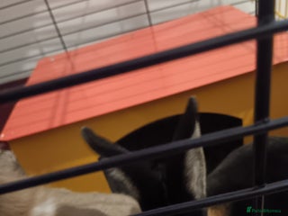 Mini Lop rabbits 2 Female Rabbits - Advert 7