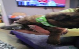 German Shepherd dogs for sale: Amazing german shepherd puppies for rehousing  - Advert 14