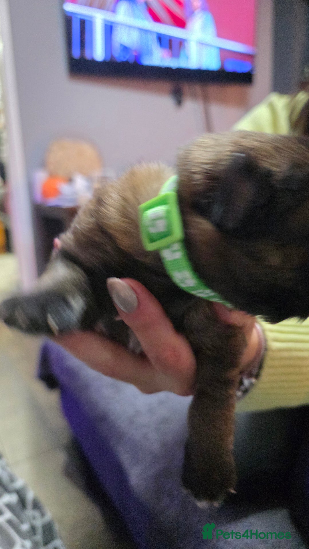 German Shepherd dogs for sale: Amazing german shepherd puppies for rehousing  - Advert 14