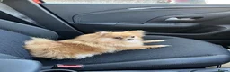 Pomeranian dogs for sale: Looking for a loving and new home for Lala in Edinburgh - Advert 4