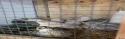 Quail poultry for sale: 6 week old sexed jumbo quail. - Advert 2