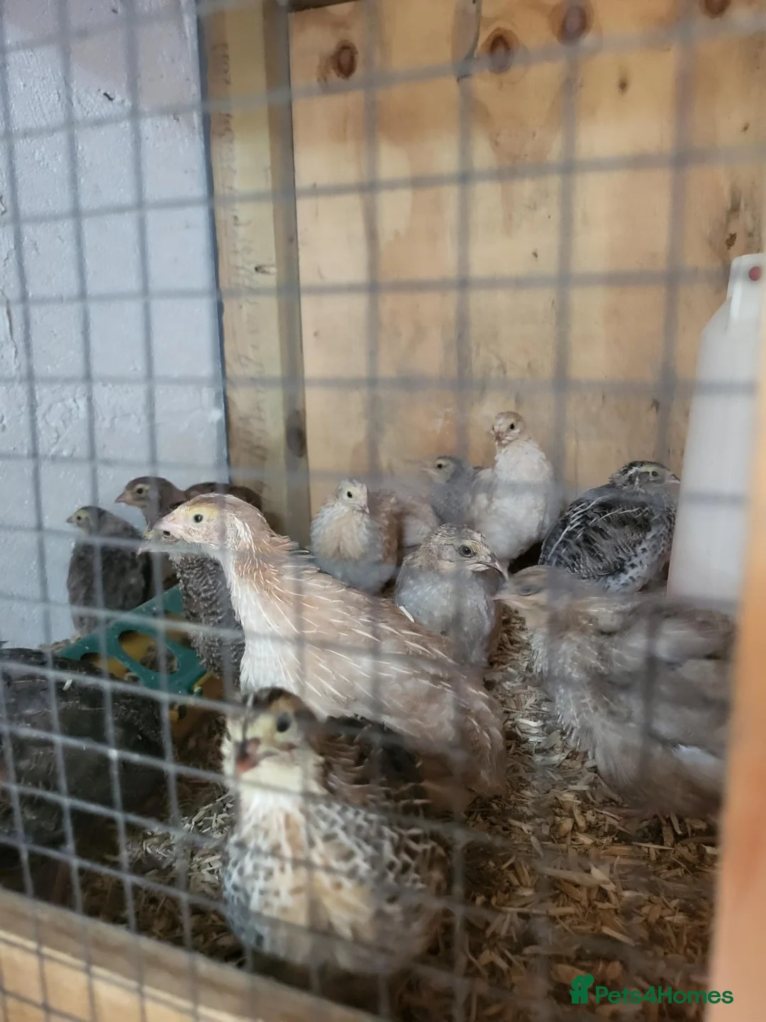 Quail poultry for sale: 6 week old sexed jumbo quail. - Advert 2
