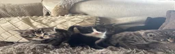 Mixed Breed cats for sale: Gorgeous kittens - Advert 5