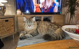 Persian cats for sale: Persian Kittens ready now - Image 2