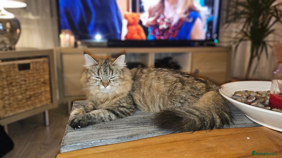 Persian cats for sale: Persian Kittens ready now - Image 2