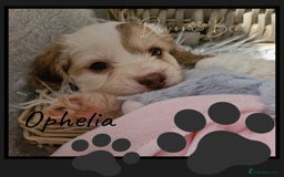 Cockapoo dogs for sale: 5*licenced, stunning F1 English Cockapoo puppies - Image 28