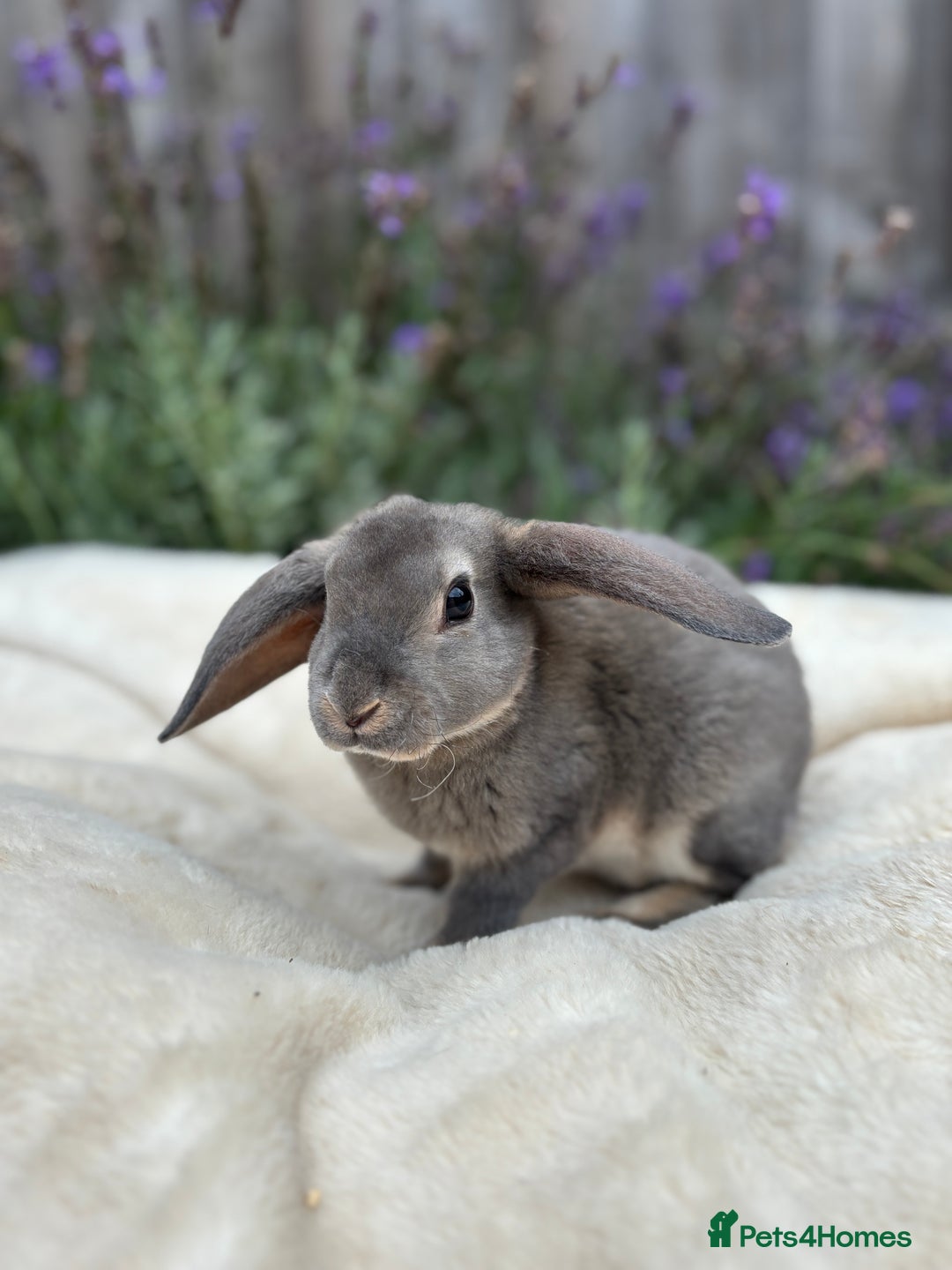 Mini Lop rabbits for sale: Ready now 🐰 mini Rex x mini plush lop babies!  - Image 2