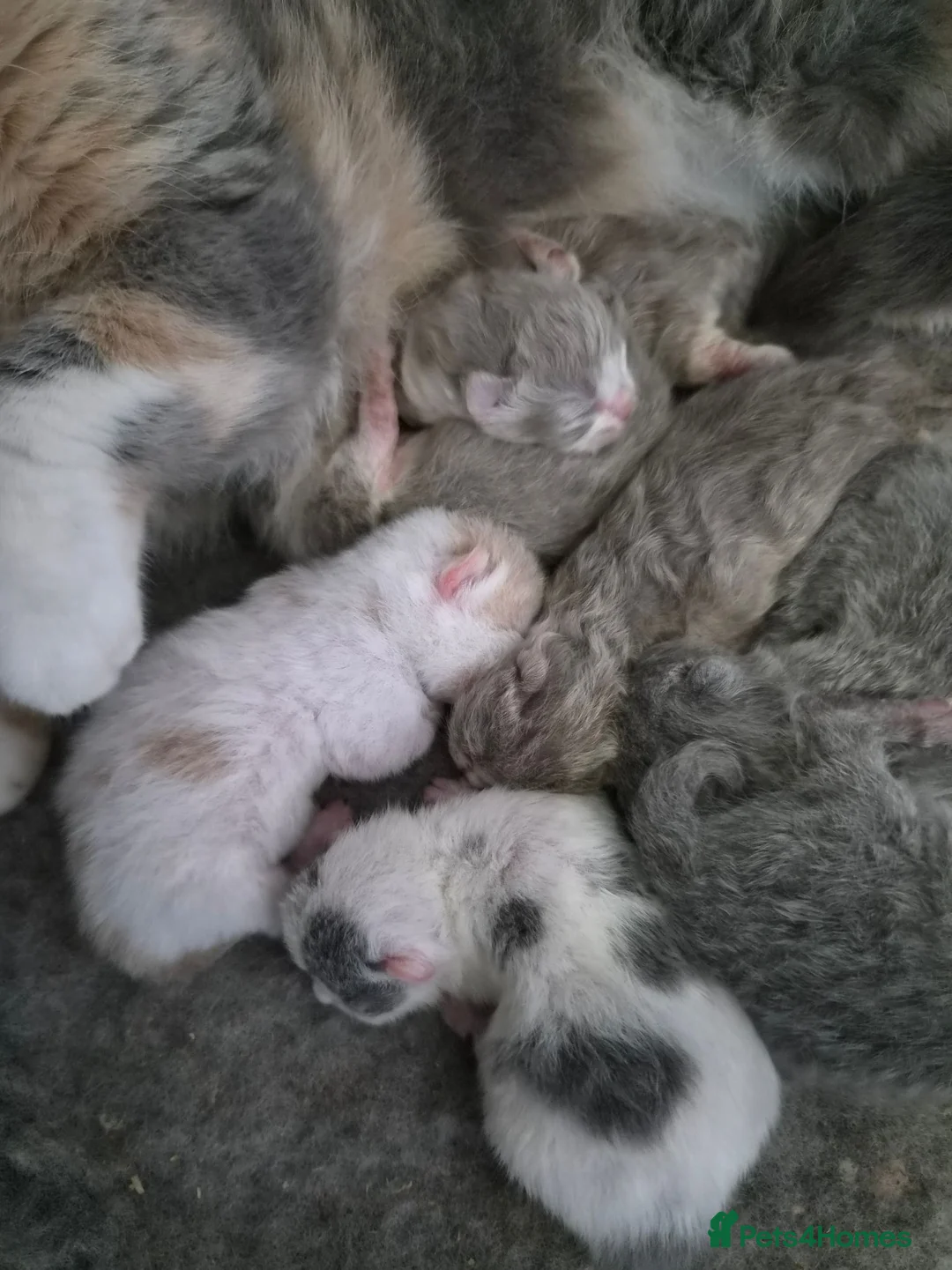 British Shorthair cats for sale: Gorgeous loving purr machines  - Advert 2